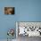 Domestic Cat, Ginger Male Kittens Sitting in a Wicker Basket-Jane Burton-Photographic Print displayed on a wall