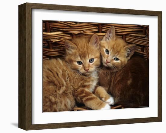 Domestic Cat, Ginger Male Kittens Sitting in a Wicker Basket-Jane Burton-Framed Photographic Print