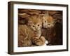 Domestic Cat, Ginger Male Kittens Sitting in a Wicker Basket-Jane Burton-Framed Photographic Print