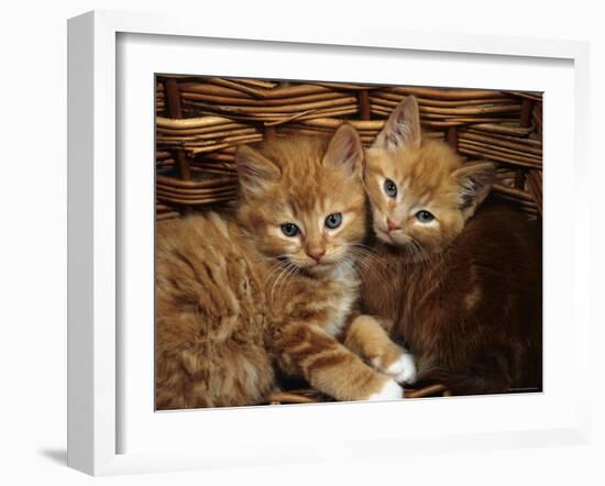 Domestic Cat, Ginger Male Kittens Sitting in a Wicker Basket-Jane Burton-Framed Photographic Print