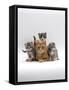 Domestic Cat, Ginger Mother with Foster Kittens-Jane Burton-Framed Stretched Canvas