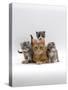 Domestic Cat, Ginger Mother with Foster Kittens-Jane Burton-Stretched Canvas