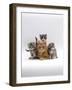 Domestic Cat, Ginger Mother with Foster Kittens-Jane Burton-Framed Photographic Print