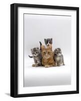 Domestic Cat, Ginger Mother with Foster Kittens-Jane Burton-Framed Photographic Print