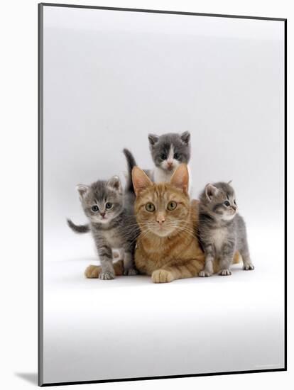 Domestic Cat, Ginger Mother with Foster Kittens-Jane Burton-Mounted Photographic Print