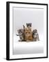 Domestic Cat, Ginger Mother with Foster Kittens-Jane Burton-Framed Photographic Print