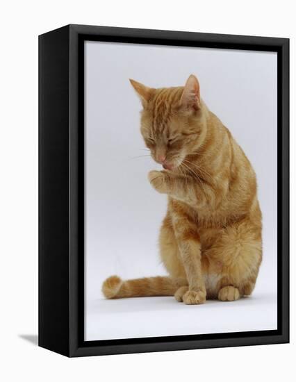 Domestic Cat, Ginger Tabby Female Sitting Licking Front Paw-Jane Burton-Framed Stretched Canvas