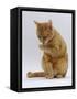 Domestic Cat, Ginger Tabby Female Sitting Licking Front Paw-Jane Burton-Framed Stretched Canvas