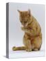 Domestic Cat, Ginger Tabby Female Sitting Licking Front Paw-Jane Burton-Stretched Canvas