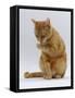 Domestic Cat, Ginger Tabby Female Sitting Licking Front Paw-Jane Burton-Framed Stretched Canvas