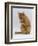 Domestic Cat, Ginger Tabby Female Sitting Licking Front Paw-Jane Burton-Framed Premium Photographic Print