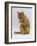 Domestic Cat, Ginger Tabby Female Sitting Licking Front Paw-Jane Burton-Framed Premium Photographic Print