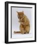 Domestic Cat, Ginger Tabby Female Sitting Licking Front Paw-Jane Burton-Framed Premium Photographic Print