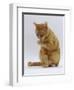 Domestic Cat, Ginger Tabby Female Sitting Licking Front Paw-Jane Burton-Framed Premium Photographic Print