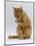 Domestic Cat, Ginger Tabby Female Sitting Licking Front Paw-Jane Burton-Mounted Premium Photographic Print