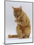 Domestic Cat, Ginger Tabby Female Sitting Licking Front Paw-Jane Burton-Mounted Premium Photographic Print