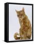 Domestic Cat, Ginger Tabby Female Sitting Licking Front Paw-Jane Burton-Framed Stretched Canvas