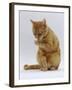 Domestic Cat, Ginger Tabby Female Sitting Licking Front Paw-Jane Burton-Framed Photographic Print