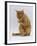 Domestic Cat, Ginger Tabby Female Sitting Licking Front Paw-Jane Burton-Framed Photographic Print