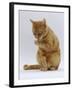 Domestic Cat, Ginger Tabby Female Sitting Licking Front Paw-Jane Burton-Framed Photographic Print