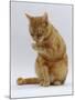 Domestic Cat, Ginger Tabby Female Sitting Licking Front Paw-Jane Burton-Mounted Photographic Print