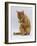 Domestic Cat, Ginger Tabby Female Sitting Licking Front Paw-Jane Burton-Framed Photographic Print