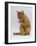 Domestic Cat, Ginger Tabby Female Sitting Licking Front Paw-Jane Burton-Framed Photographic Print