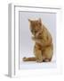 Domestic Cat, Ginger Tabby Female Sitting Licking Front Paw-Jane Burton-Framed Photographic Print