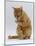 Domestic Cat, Ginger Tabby Female Sitting Licking Front Paw-Jane Burton-Mounted Photographic Print