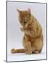 Domestic Cat, Ginger Tabby Female Sitting Licking Front Paw-Jane Burton-Mounted Photographic Print