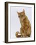 Domestic Cat, Ginger Tabby Female Sitting Licking Front Paw-Jane Burton-Framed Photographic Print