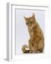 Domestic Cat, Ginger Tabby Female Sitting Licking Front Paw-Jane Burton-Framed Photographic Print