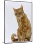 Domestic Cat, Ginger Tabby Female Sitting Licking Front Paw-Jane Burton-Mounted Photographic Print