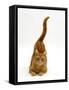 Domestic Cat, Ginger Tabby Female with Rear End and Tail in Air after Enjoying Being Stroked-Jane Burton-Framed Stretched Canvas