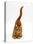 Domestic Cat, Ginger Tabby Female with Rear End and Tail in Air after Enjoying Being Stroked-Jane Burton-Stretched Canvas