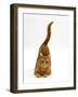 Domestic Cat, Ginger Tabby Female with Rear End and Tail in Air after Enjoying Being Stroked-Jane Burton-Framed Photographic Print