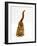 Domestic Cat, Ginger Tabby Female with Rear End and Tail in Air after Enjoying Being Stroked-Jane Burton-Framed Photographic Print