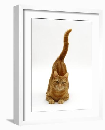 Domestic Cat, Ginger Tabby Female with Rear End and Tail in Air after Enjoying Being Stroked-Jane Burton-Framed Photographic Print