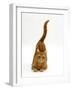 Domestic Cat, Ginger Tabby Female with Rear End and Tail in Air after Enjoying Being Stroked-Jane Burton-Framed Photographic Print