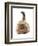 Domestic Cat, Golden Persian, kitten, laying-Chris Brignell-Framed Photographic Print