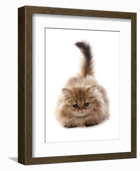 Domestic Cat, Golden Persian, kitten, laying-Chris Brignell-Framed Photographic Print