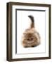 Domestic Cat, Golden Persian, kitten, laying-Chris Brignell-Framed Photographic Print