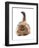 Domestic Cat, Golden Persian, kitten, laying-Chris Brignell-Framed Photographic Print