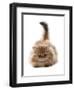 Domestic Cat, Golden Persian, kitten, laying-Chris Brignell-Framed Photographic Print