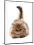 Domestic Cat, Golden Persian, kitten, laying-Chris Brignell-Mounted Photographic Print