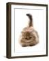 Domestic Cat, Golden Persian, kitten, laying-Chris Brignell-Framed Photographic Print