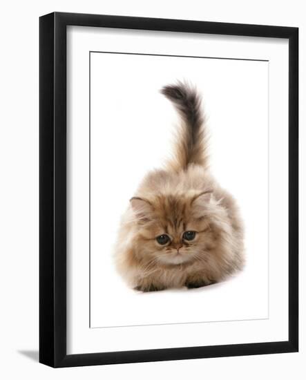 Domestic Cat, Golden Persian, kitten, laying-Chris Brignell-Framed Photographic Print