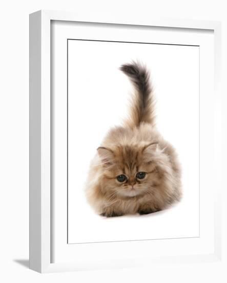 Domestic Cat, Golden Persian, kitten, laying-Chris Brignell-Framed Photographic Print