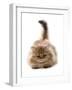 Domestic Cat, Golden Persian, kitten, laying-Chris Brignell-Framed Photographic Print