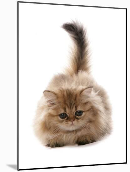 Domestic Cat, Golden Persian, kitten, laying-Chris Brignell-Mounted Photographic Print